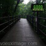 bonjour ami fond sombre pont de bois dans la foret