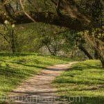 sentier en foret