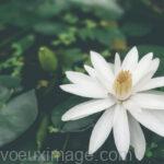 fleur blanche jasmin sur feuilles