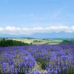 fleurs bleues dans dimmenses champs montagnes