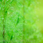 gouttes de pluie de rosee sur une petite plante