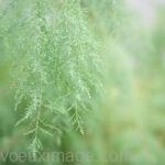 jolies feuilles vertes dans un jardin flou