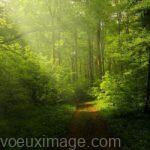 rayons de soleil dans la foret verte