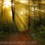 rayons du soleil a travers les arbres dans la foret