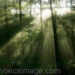 rayons du soleil a travers les arbres dans la foret sombre